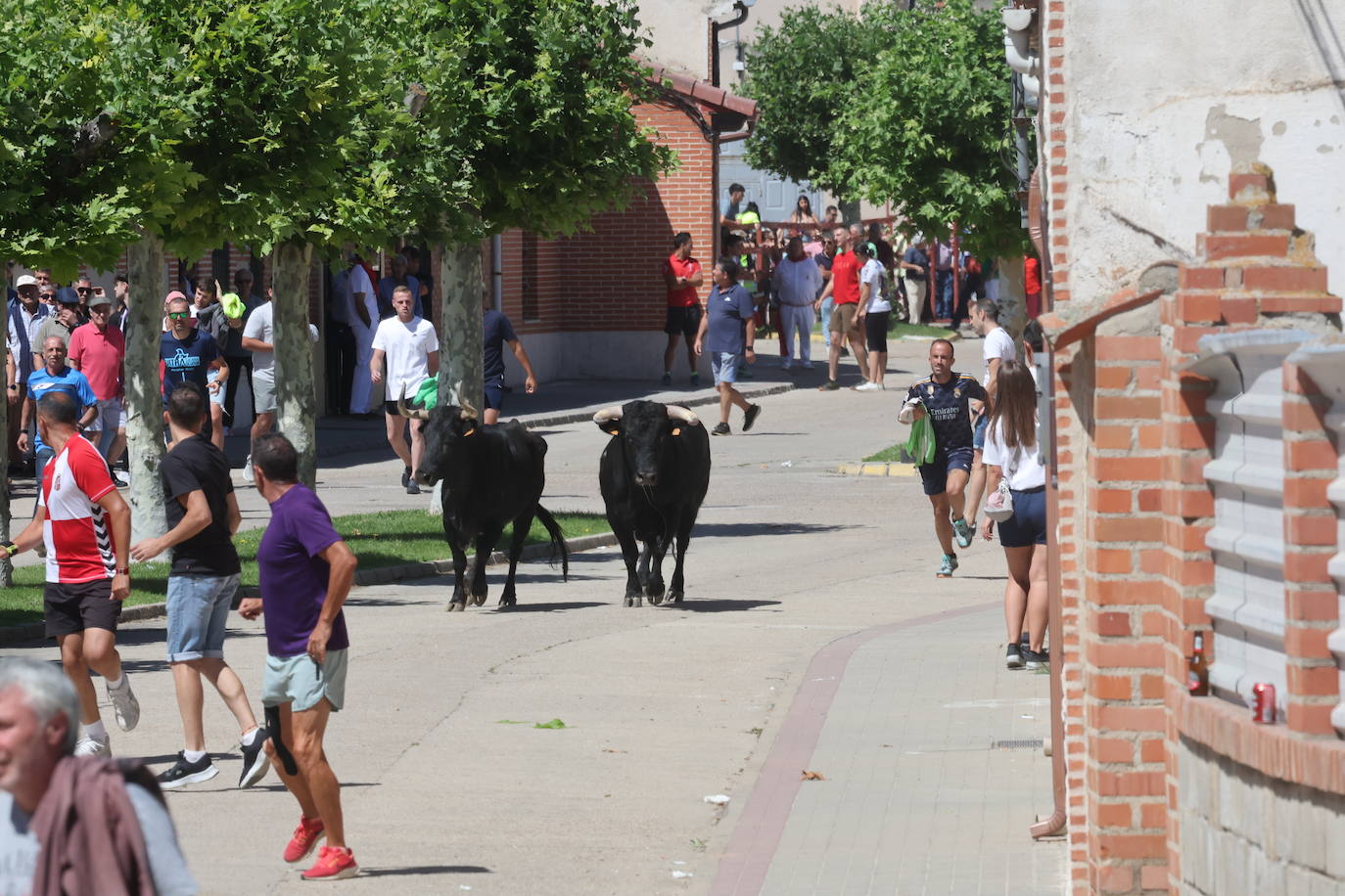 Encierro matinal de la jornada del domingo en Matapozuelos (Valladolid)