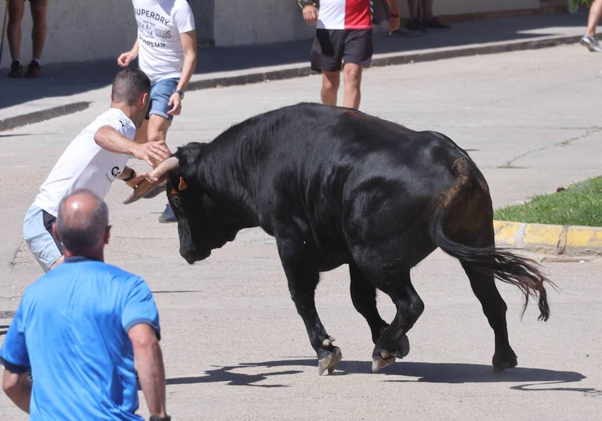 Encierro matinal de la jornada del domingo en Matapozuelos (Valladolid)