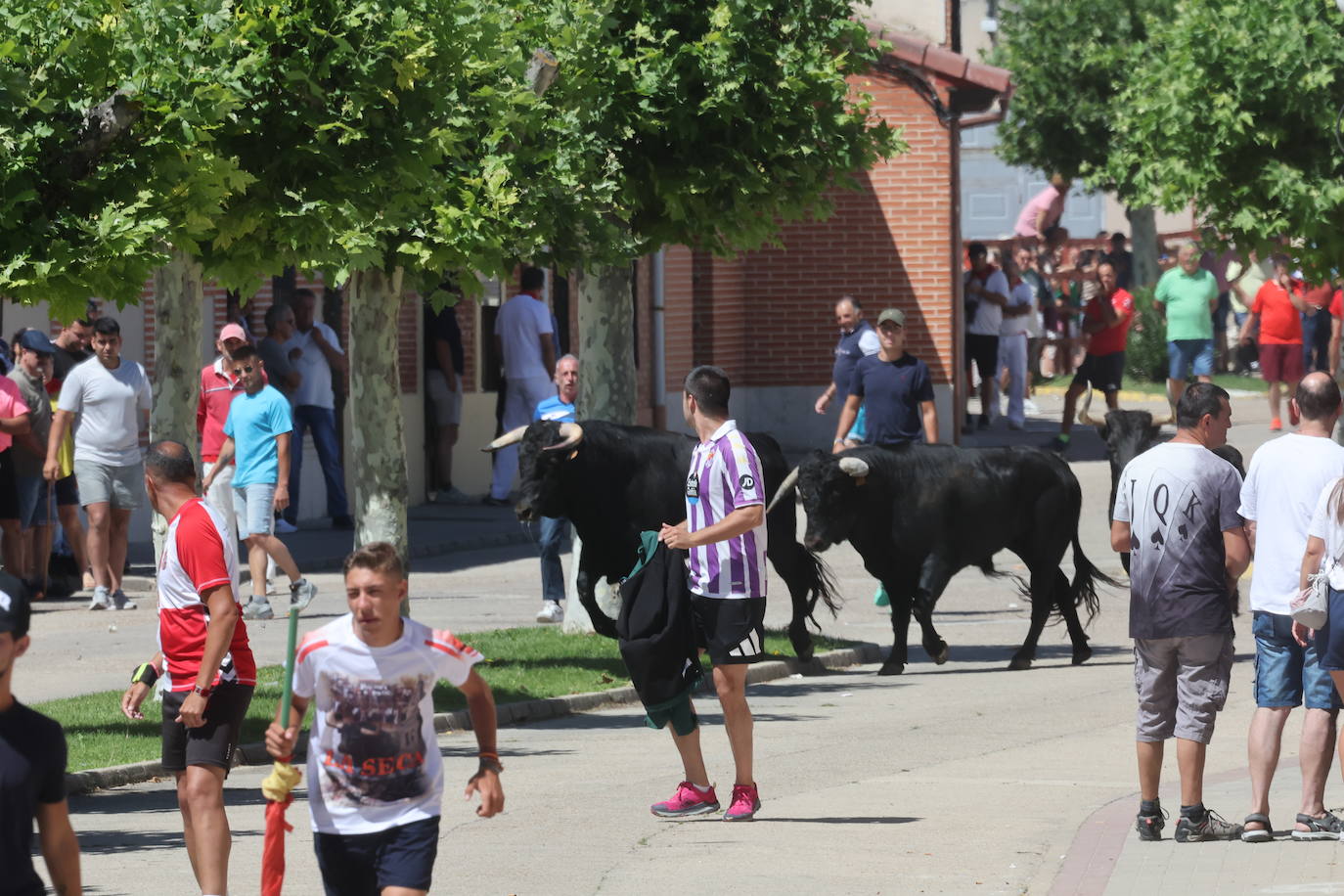 Encierro matinal de la jornada del domingo en Matapozuelos (Valladolid)