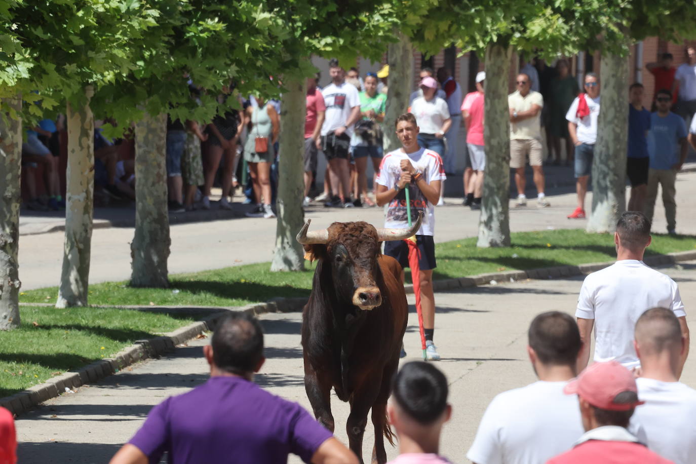 Encierro matinal de la jornada del domingo en Matapozuelos (Valladolid)