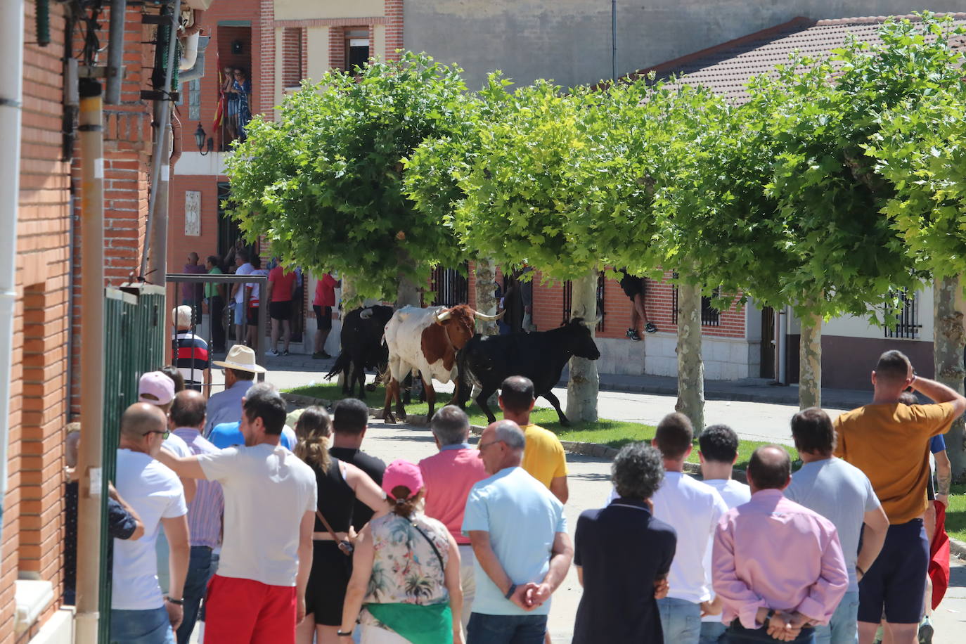 Encierro matinal de la jornada del domingo en Matapozuelos (Valladolid)