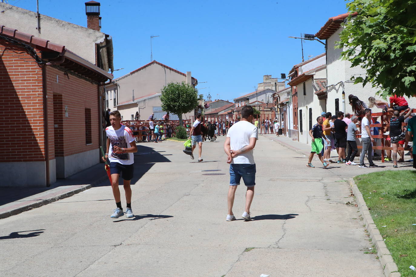 Encierro matinal de la jornada del domingo en Matapozuelos (Valladolid)