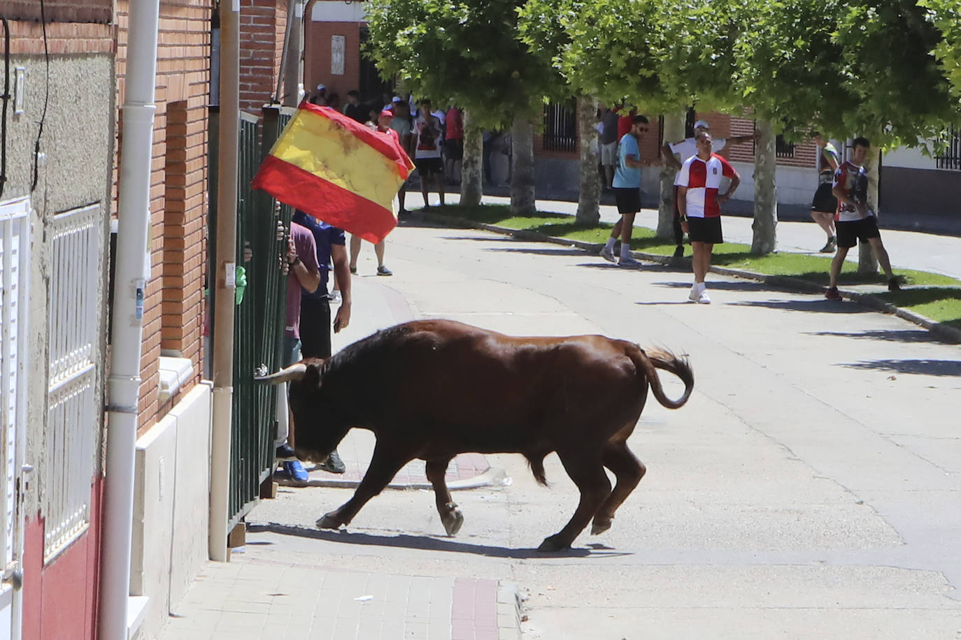 Encierro matinal de la jornada del domingo en Matapozuelos (Valladolid)