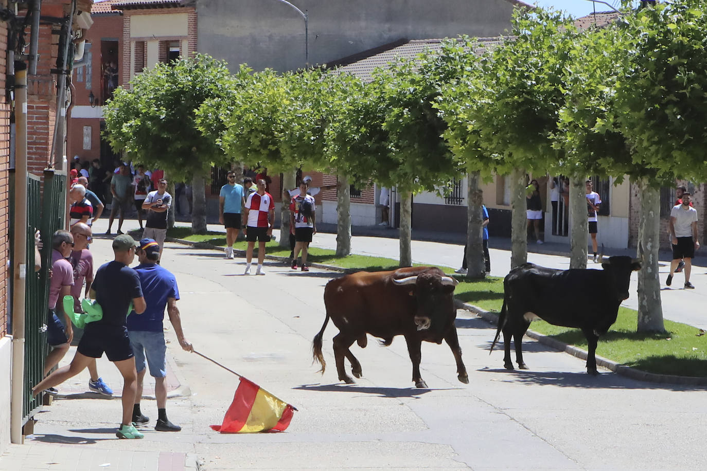 Encierro matinal de la jornada del domingo en Matapozuelos (Valladolid)