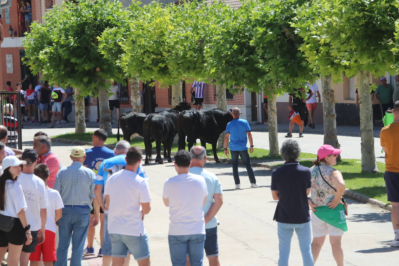 Encierro matinal de la jornada del domingo en Matapozuelos (Valladolid)