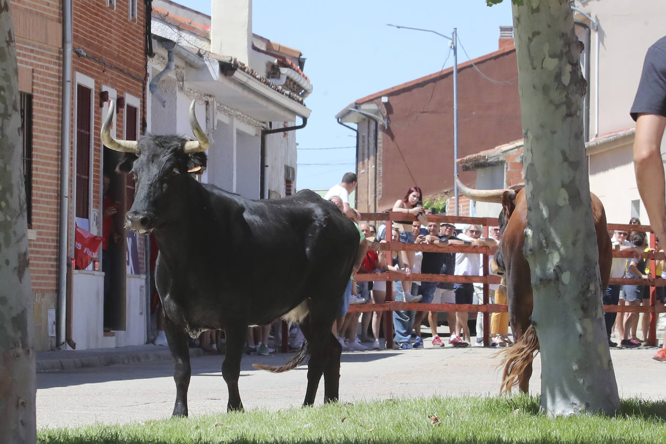 Encierro matinal de la jornada del domingo en Matapozuelos (Valladolid)