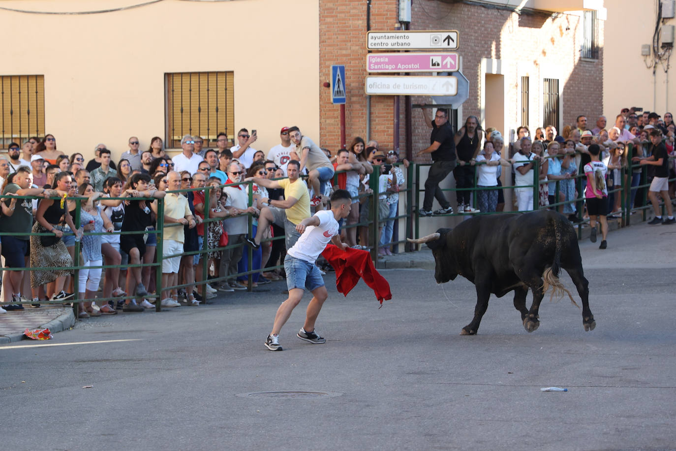 El sexto encierro de las fiestas de Santa Marina en Cigales, en imágenes