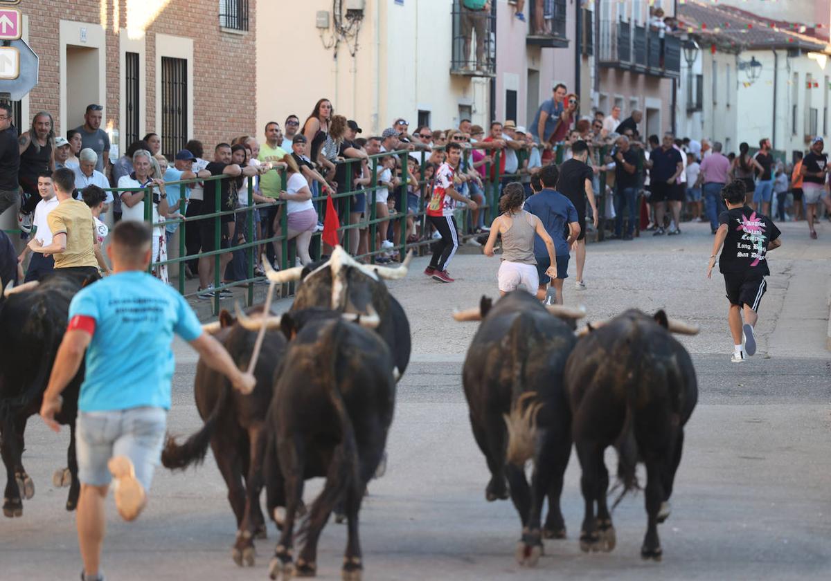 El sexto encierro de las fiestas de Santa Marina en Cigales, en imágenes