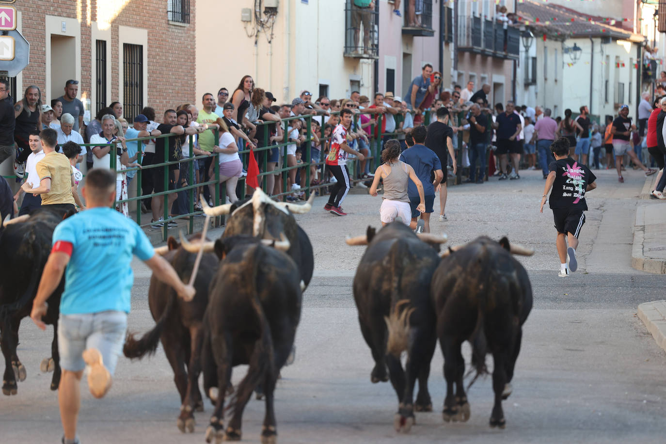 El sexto encierro de las fiestas de Santa Marina en Cigales, en imágenes