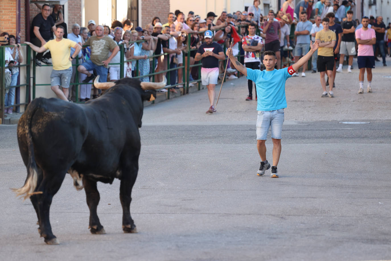 El sexto encierro de las fiestas de Santa Marina en Cigales, en imágenes