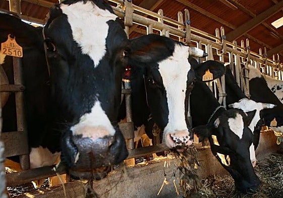 Vacas en una explotación ganadera de