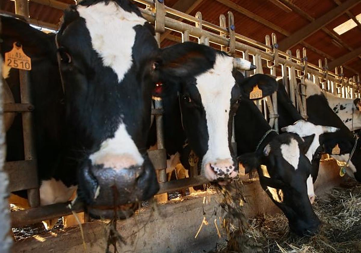 Vacas en una explotación ganadera de