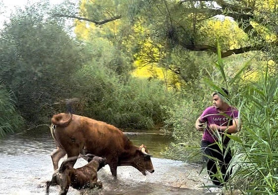 Búsquedas de las vacas huidas en Matapozuelos
