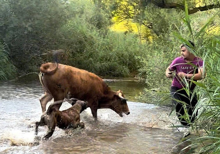 Búsquedas de las vacas huidas en Matapozuelos