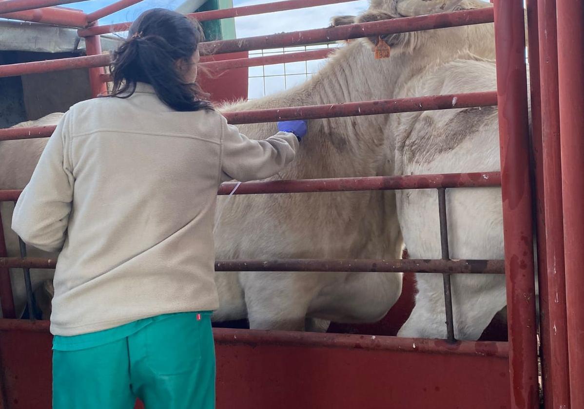 Una veterinaria realiza una prueba de saneamiento en una explotación salmantina.