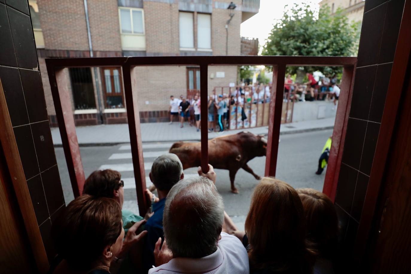 El Toro del Fogato en Tudela, en imágenes