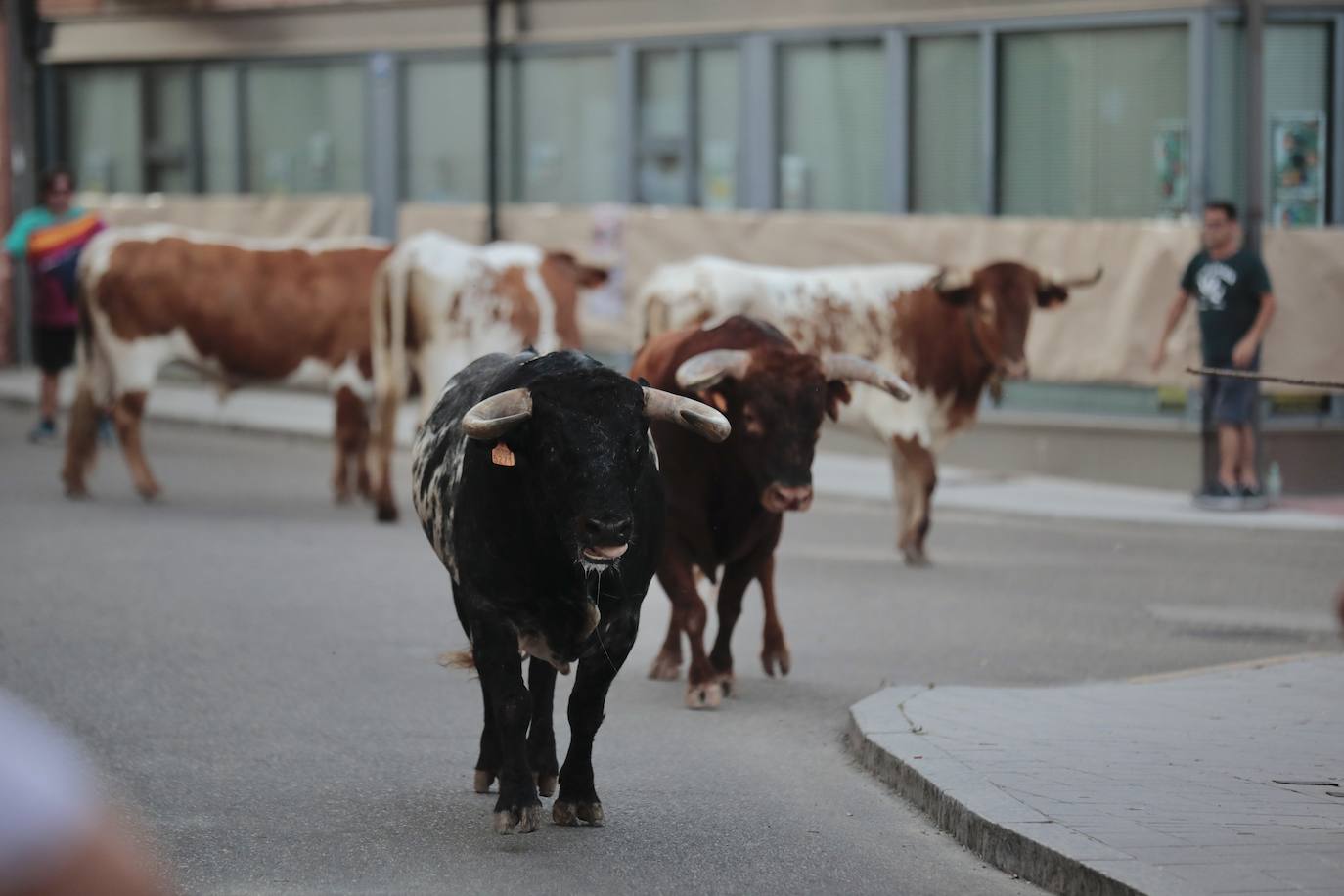 El Toro del Fogato en Tudela, en imágenes