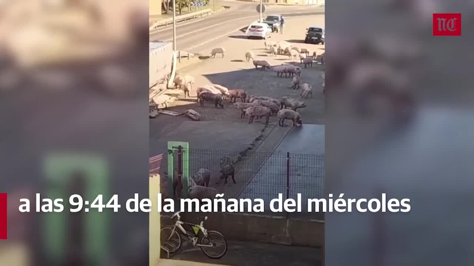 Vuelca un camión de cerdos en la N-610 a la altura de Villalón de Campos