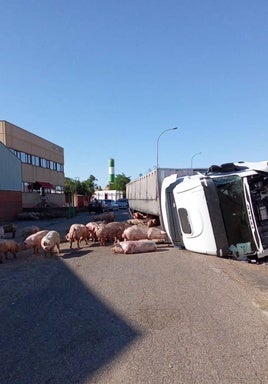 Varios cerdos, en el asfalto tras el accidente.