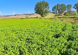 Lentejas esta campaña en la IGP Tierra de Campos.