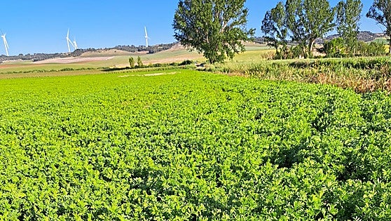 Las legumbres ganan un 50% de superficie en dos años, la misma cifra que pierden las de calidad