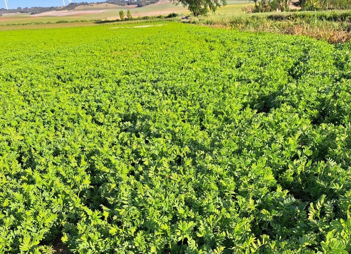 Lentejas esta campaña en la IGP Tierra de Campos.