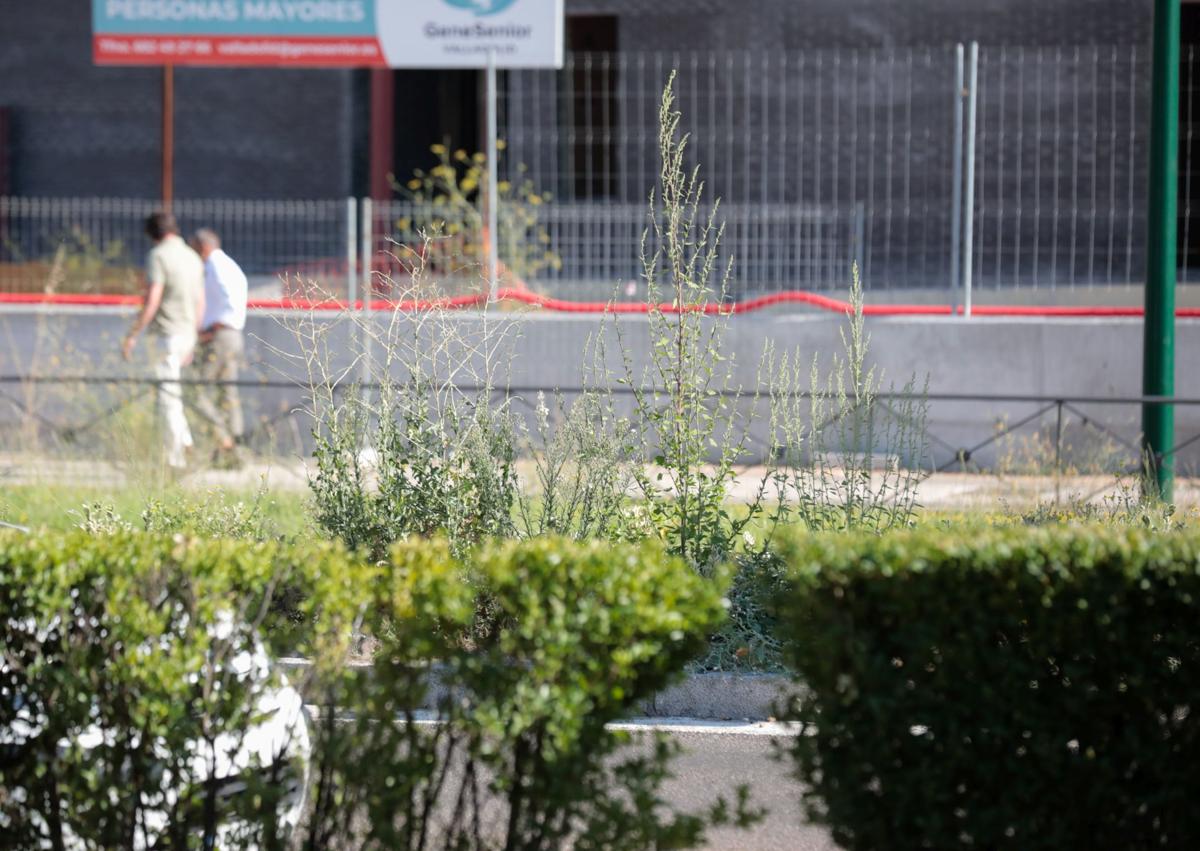 Imagen secundaria 1 - Maleza en las inmediaciones del puente de la Hispanidad y en la calle de la Vía. 