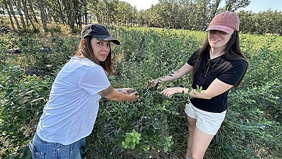El arándano se hace un hueco en tierra de tradición ganadera