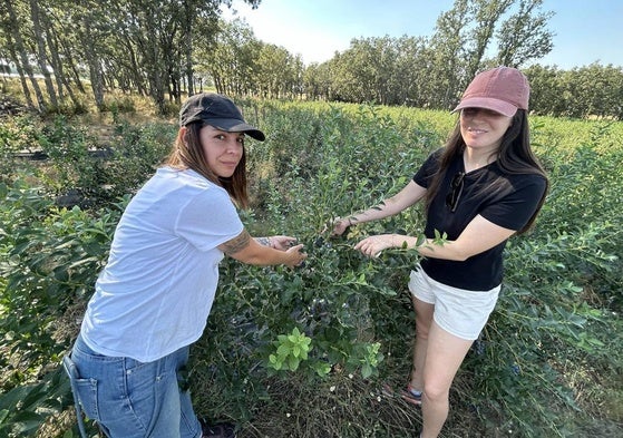 Laura Calleja y Cristina Baz muestran los arándanos de su plantación en la localidad salmantina de El Maíllo.