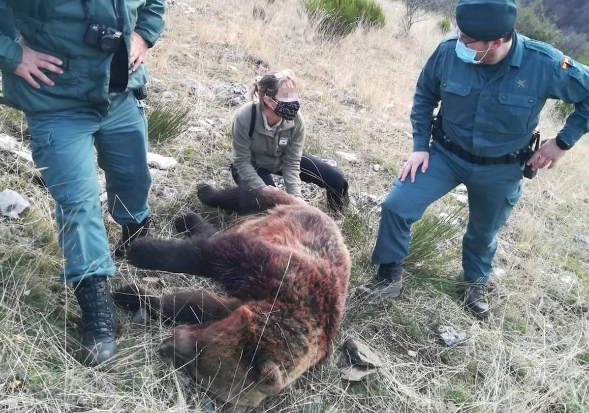 La osa muerta tras el disparo en Ventanilla.