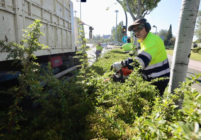 Operarios de Parques y Jardines podan los setos junto a Vallsur.