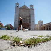 Las hierbas brotan en el asfalto de Valladolid