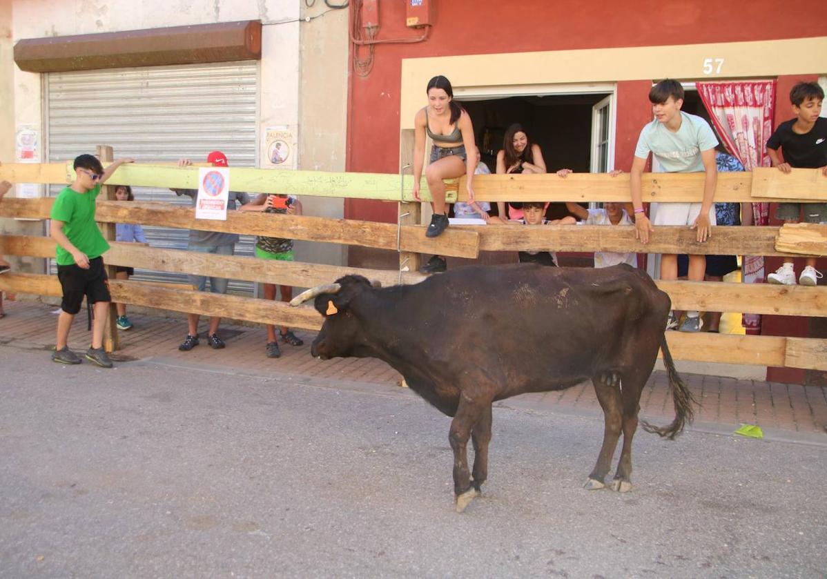 Los encierros tradicionales son uno de los grandes atractivos de las Fiestas Patronales de la Virgen y San Roque.