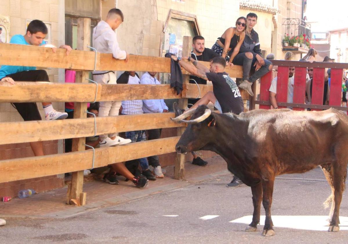 Encierros en Torquemada, en las fiestas del año pasado.