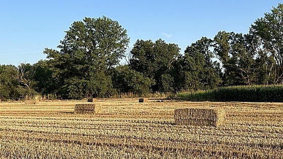 Subida de tres euros para trigo y cebada en Salamanca