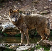 La Junta insiste en que el lobo nunca se ha cazado en situación desfavorable de conservación