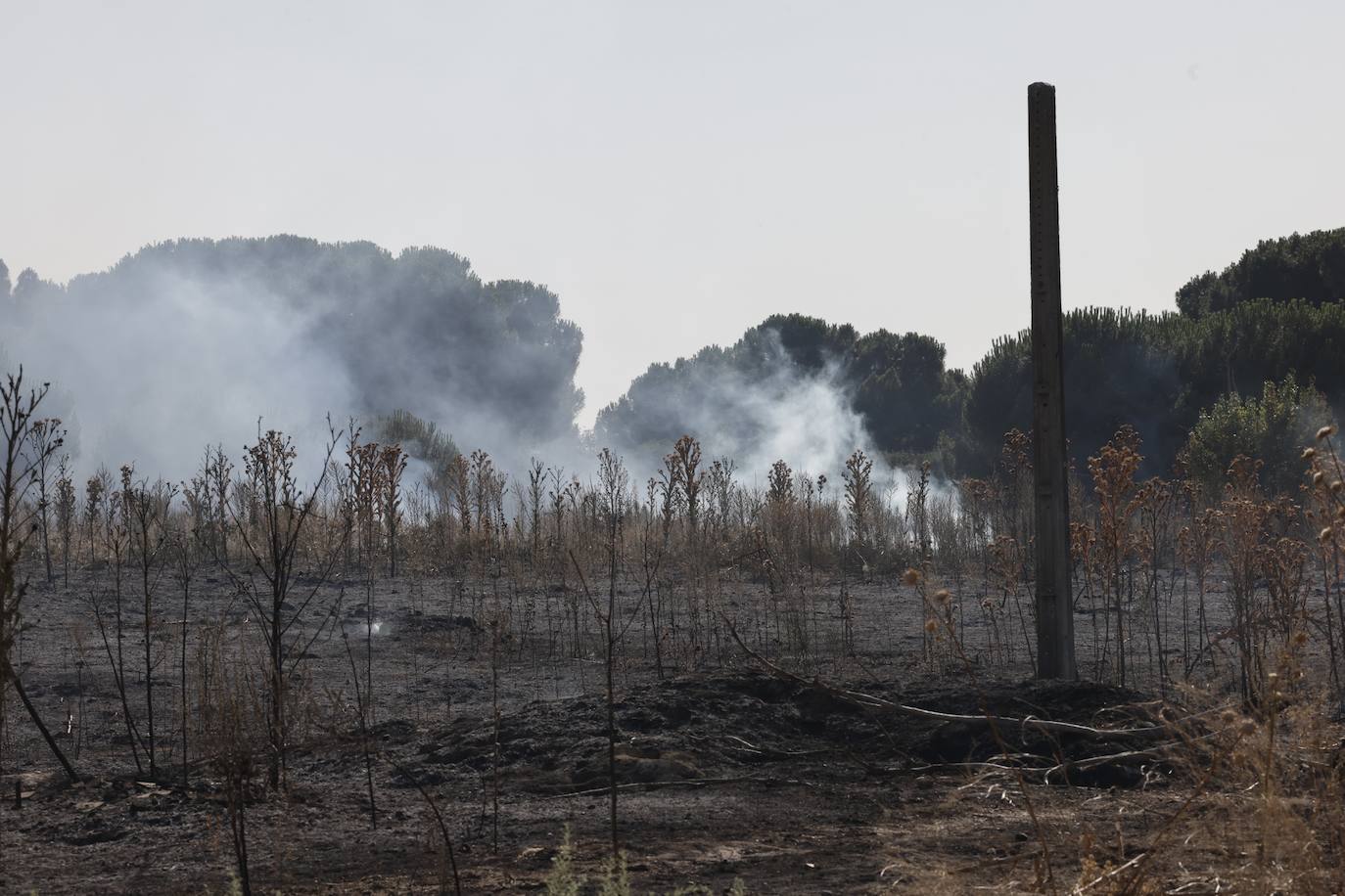 Imágenes del incendio en Pinar de Jalón