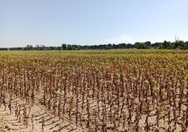 Estado actual de una parcela de girasol en Pollos.