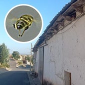 Miles de abejas acribillan a los vecinos de Velliza: «Ha sido terrorífico»