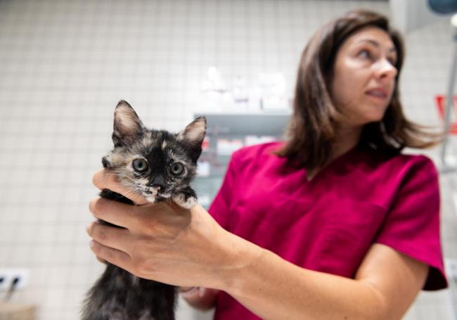 La veterinaria muestra uno de los gatos acogidos.