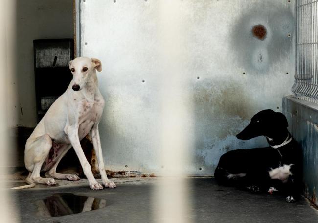 Galgos abandonados por sus dueños.