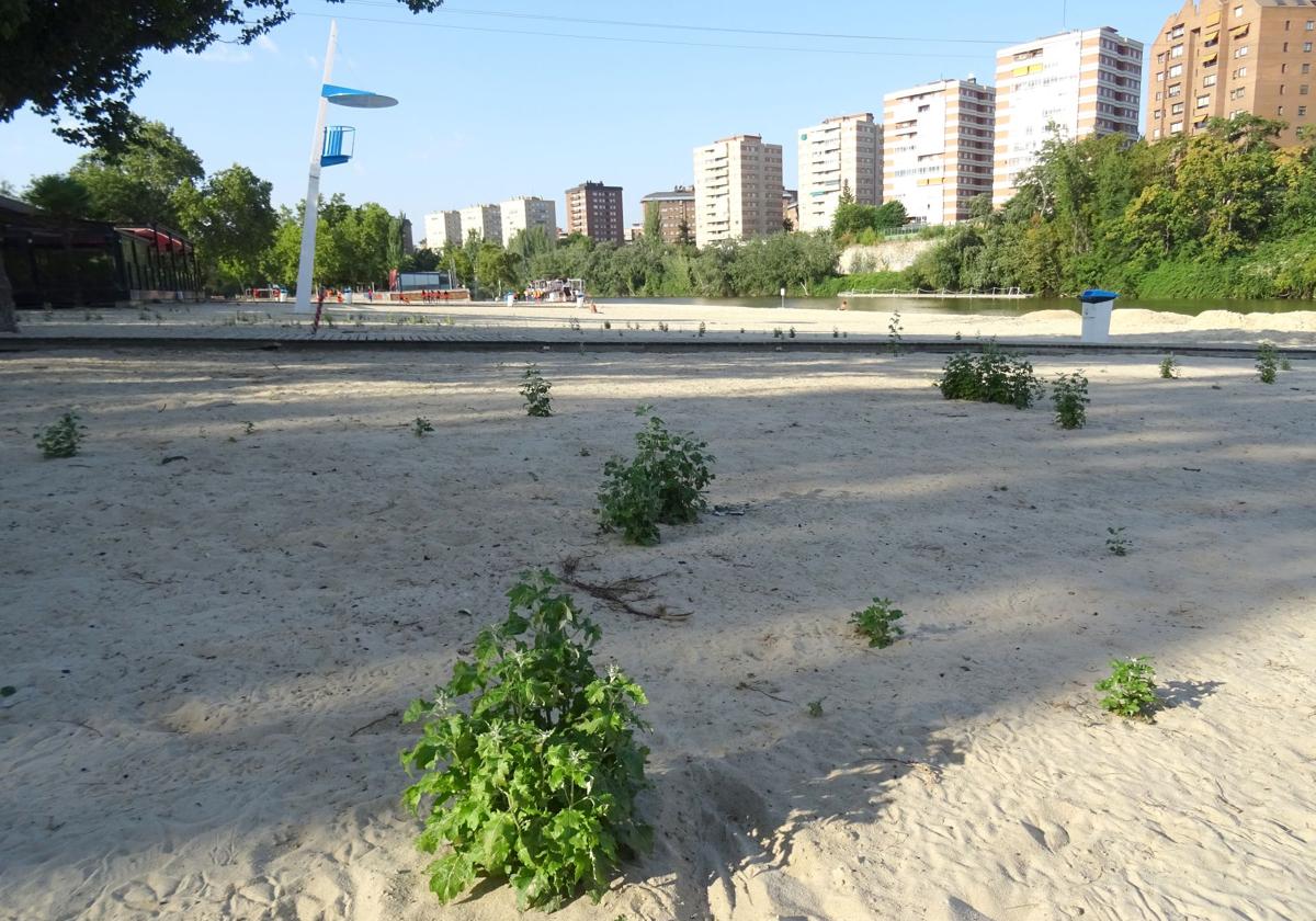 Malas hierbas (casi arbustos) cubren parte de la arena de la playa de Las Moreras.