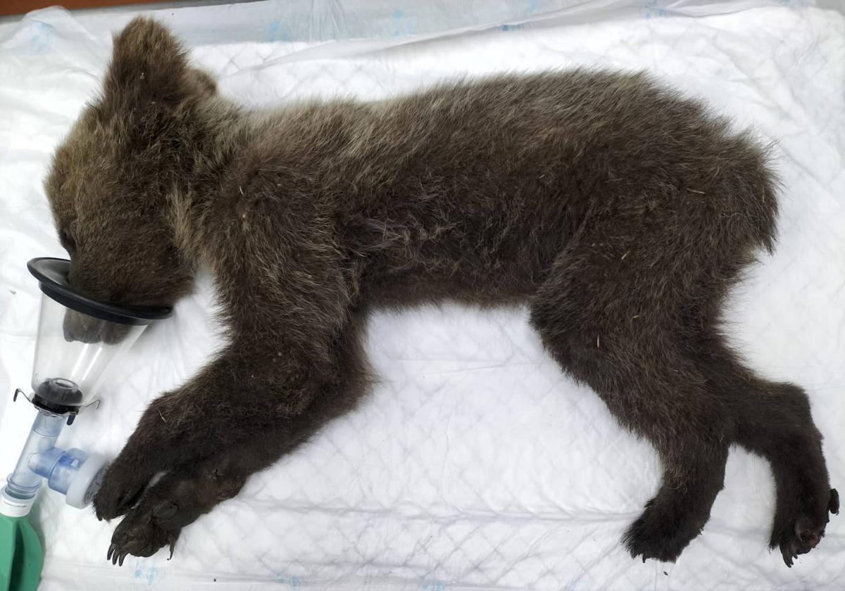 El osezno, recuperado en Barniedo de la Reina (León) y trasladado al Centro de Recuperación de Animales de Valladolid para su rehabilitación.