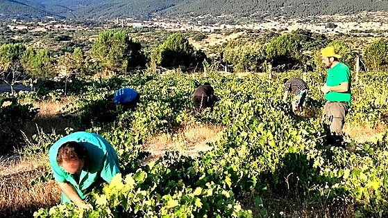 Las altas temperaturas precipitan el inicio de la vendimia en Cebreros