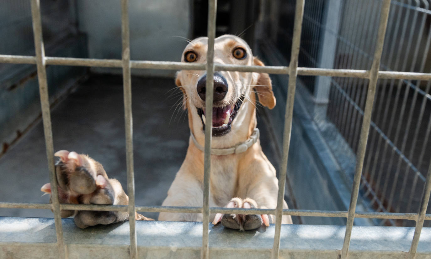 El centro de protección animal de Valladolid, saturado en verano