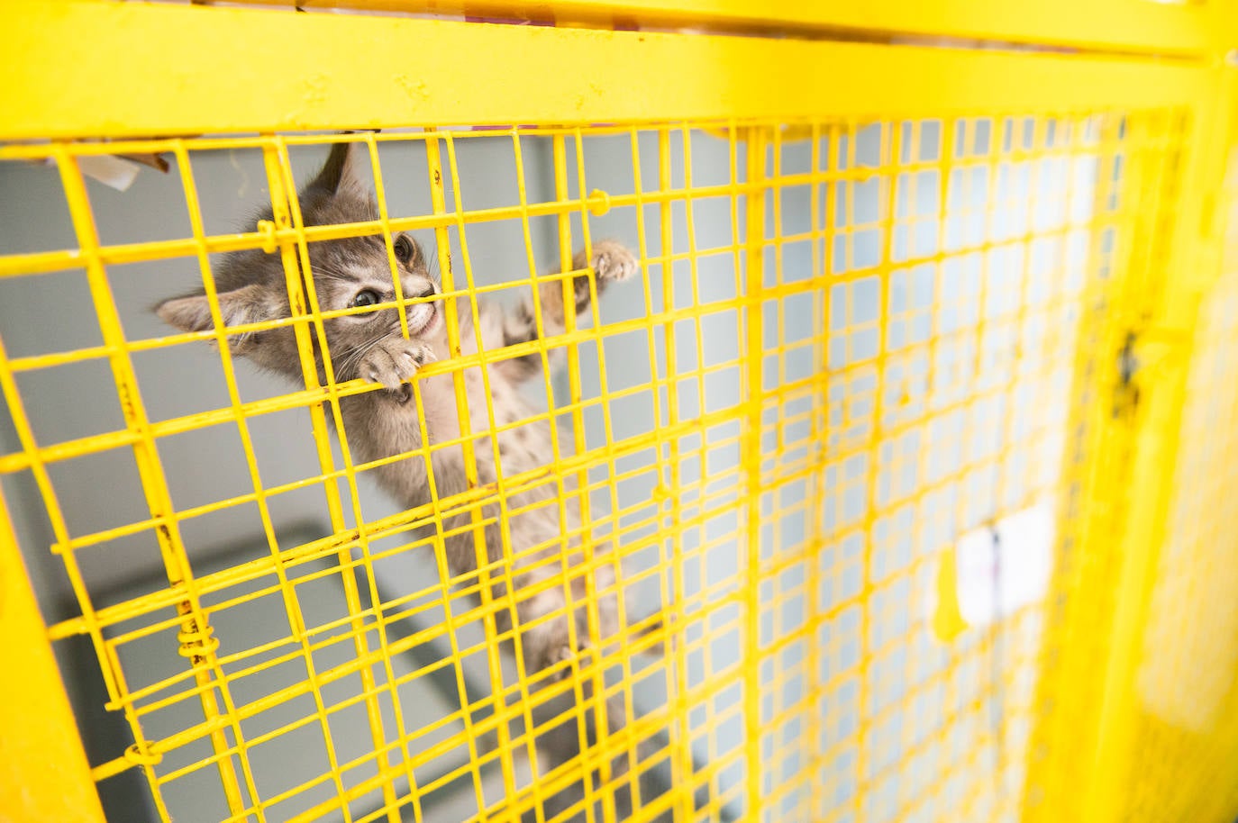 El centro de protección animal de Valladolid, saturado en verano