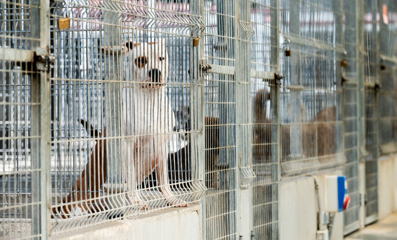 El centro de protección animal de Valladolid, saturado en verano