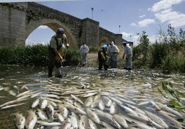 Tragedia ecológica por la que obtuvo su primer premio Provincia de Valladolid,