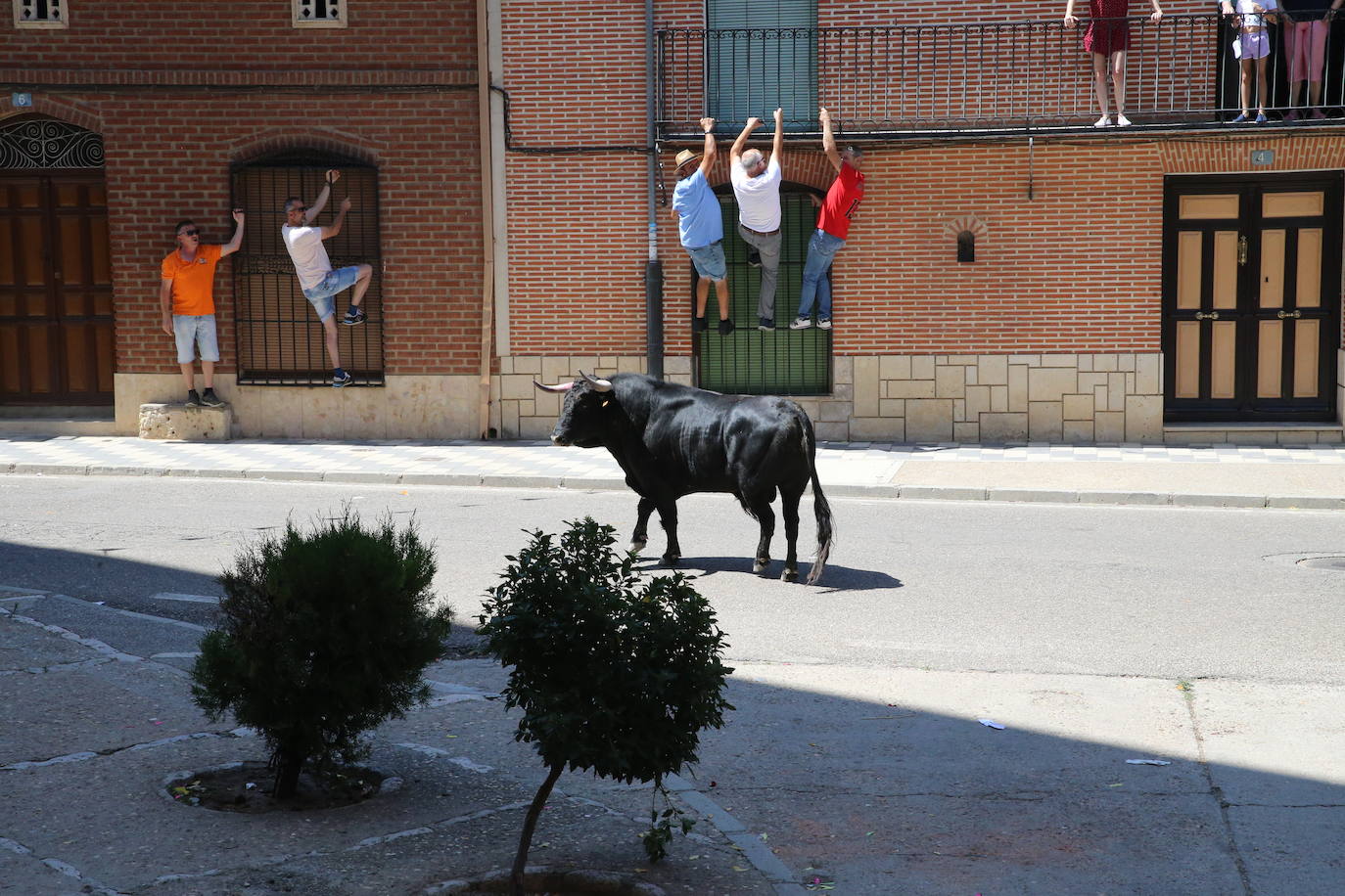 Las imágenes del toro de cajón en La Seca