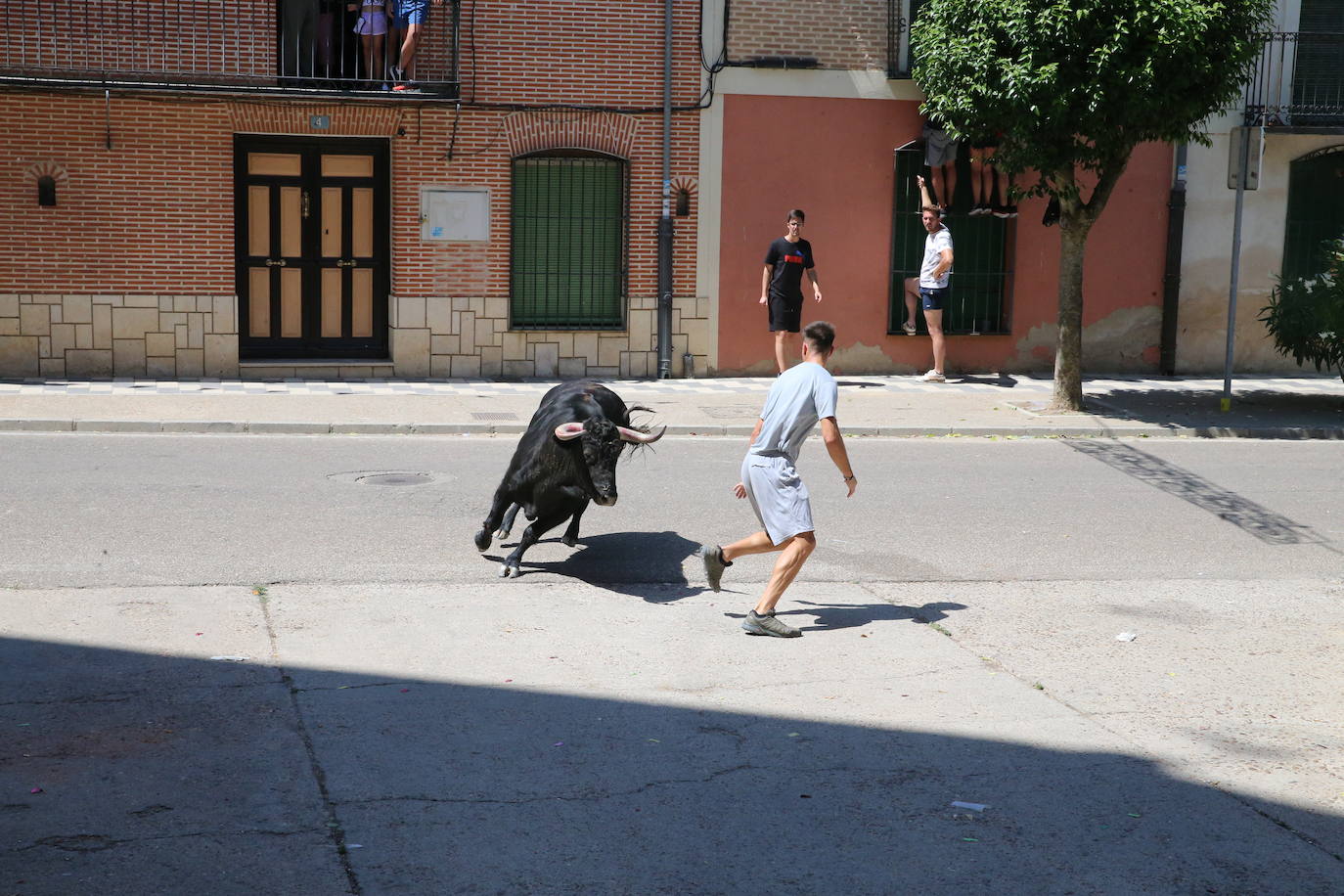 Las imágenes del toro de cajón en La Seca